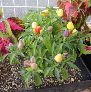 ９月２９日